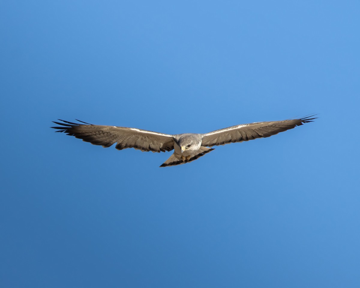 Variable Hawk - ML644373475