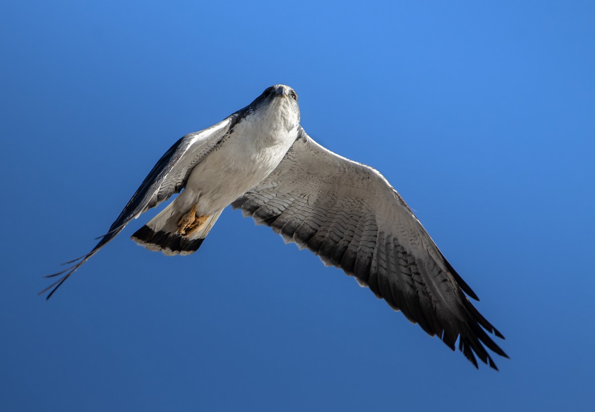 Variable Hawk - ML644373476