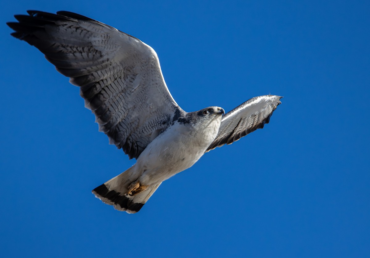 Variable Hawk - ML644373477