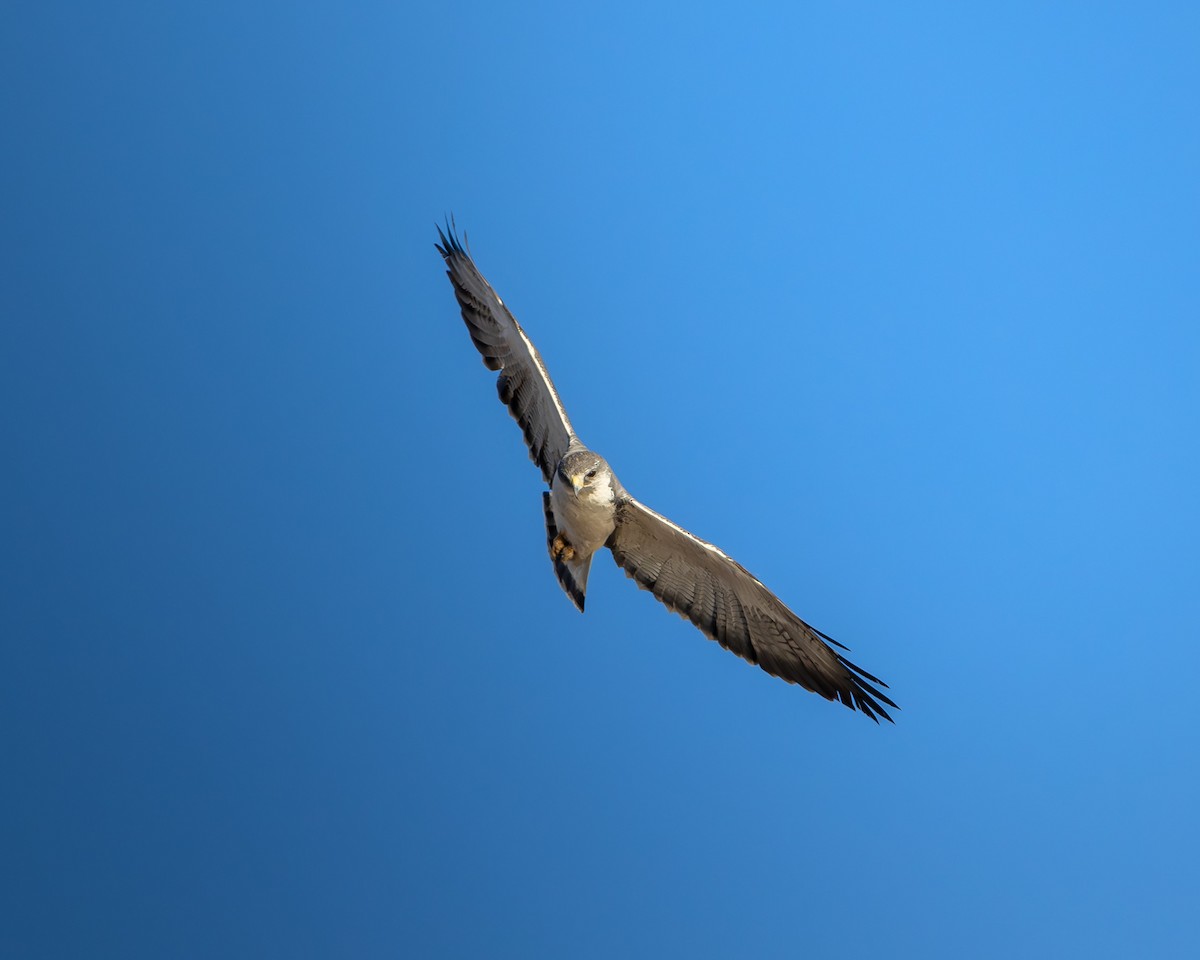 Variable Hawk - ML644373478