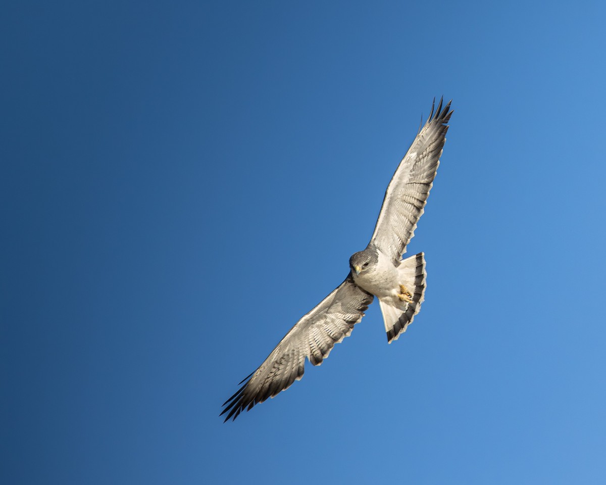 Variable Hawk - ML644373479