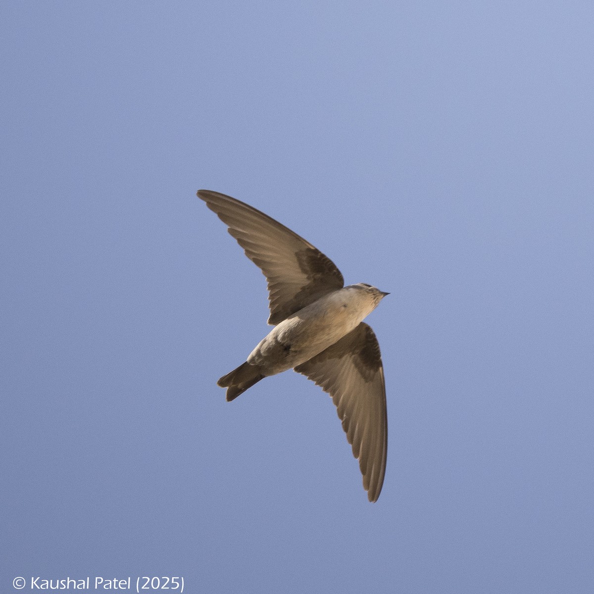 Харагчин хараацай - ML644373487