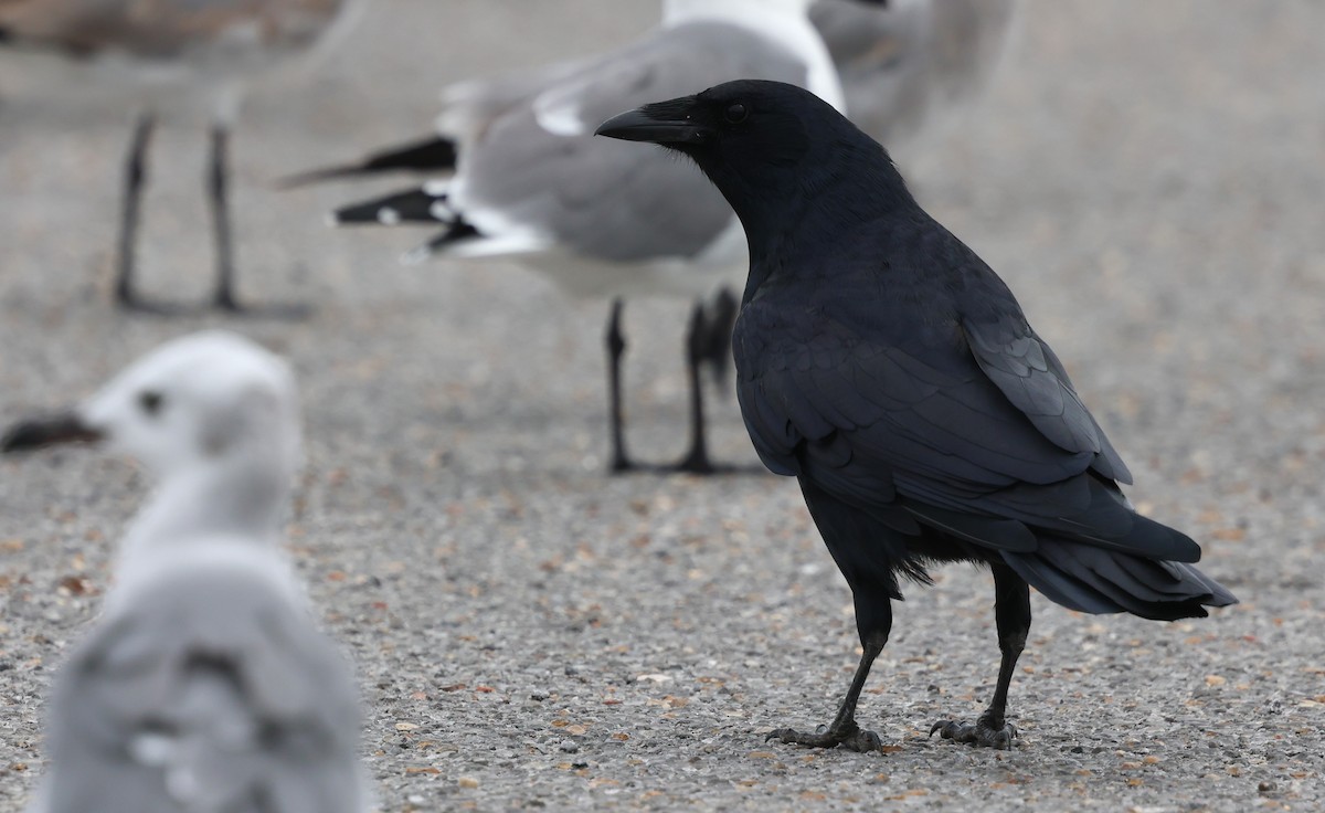 Balıkçı Karga - ML644373488