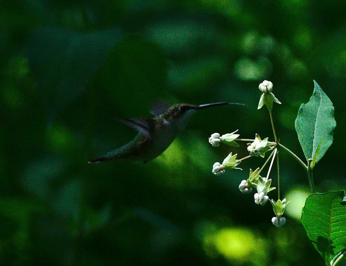Ruby-throated Hummingbird - ML644373489