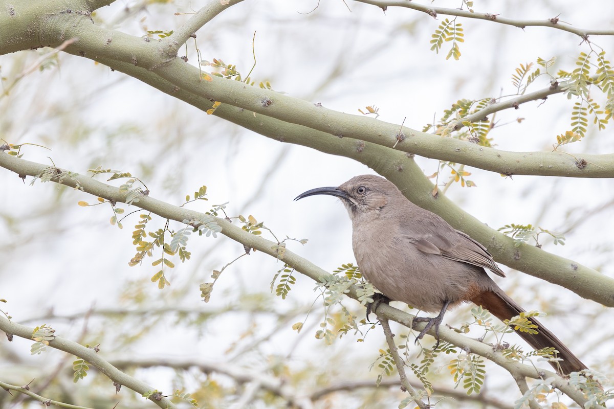 Crissal Thrasher - ML644373501