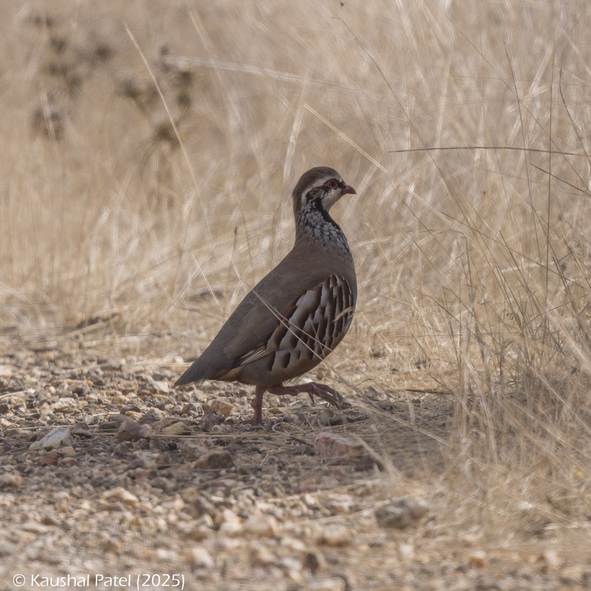 חוגלה אדמונית - ML644373504