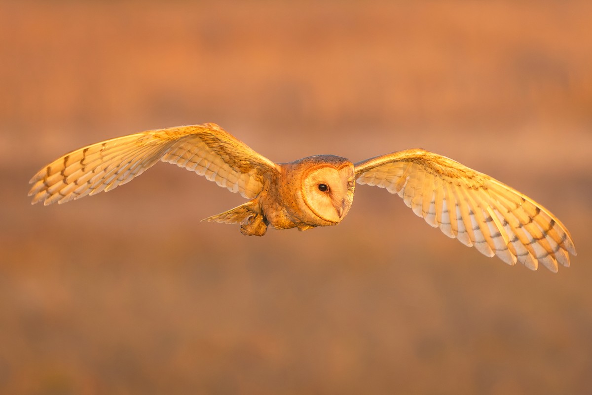 American Barn Owl - ML644373510