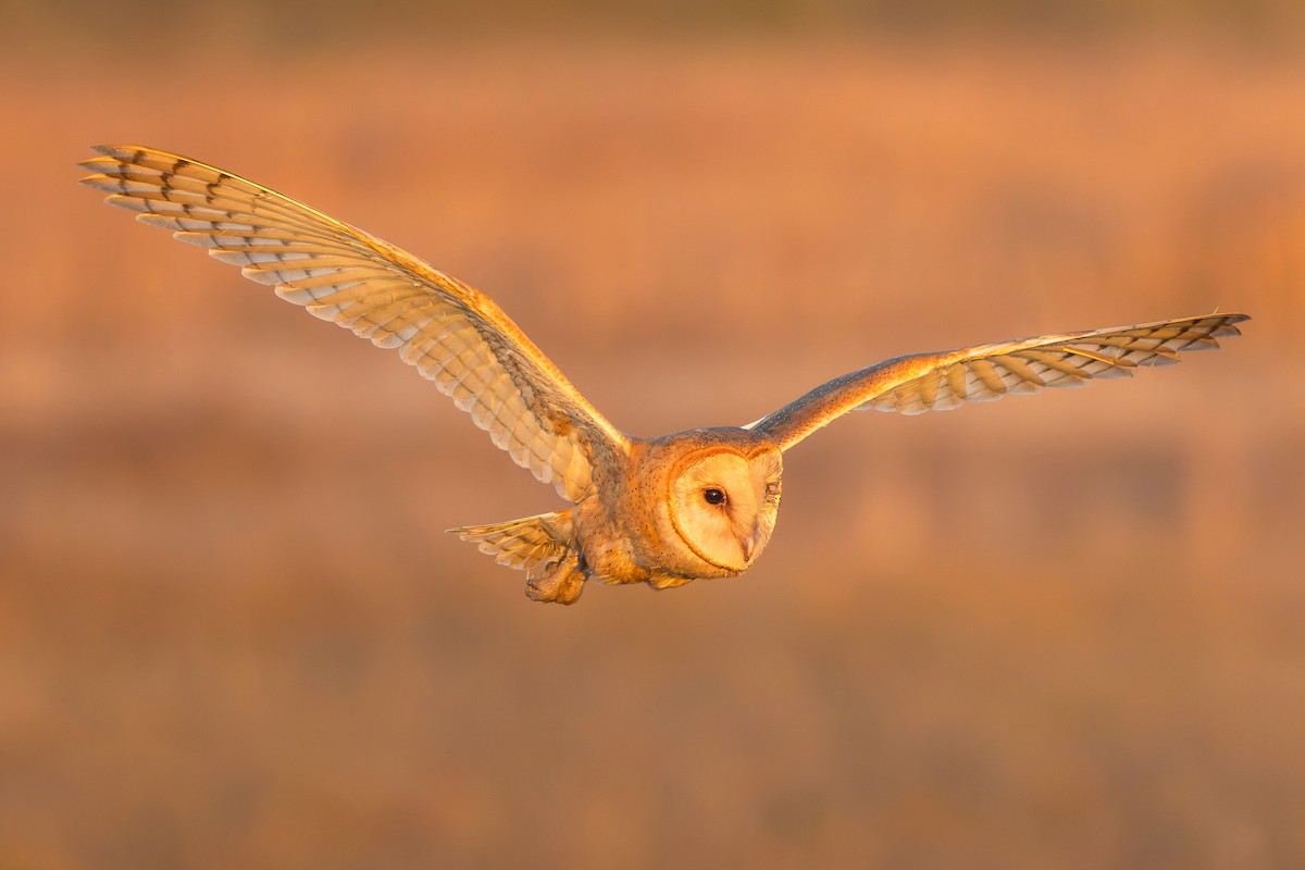 American Barn Owl - ML644373511