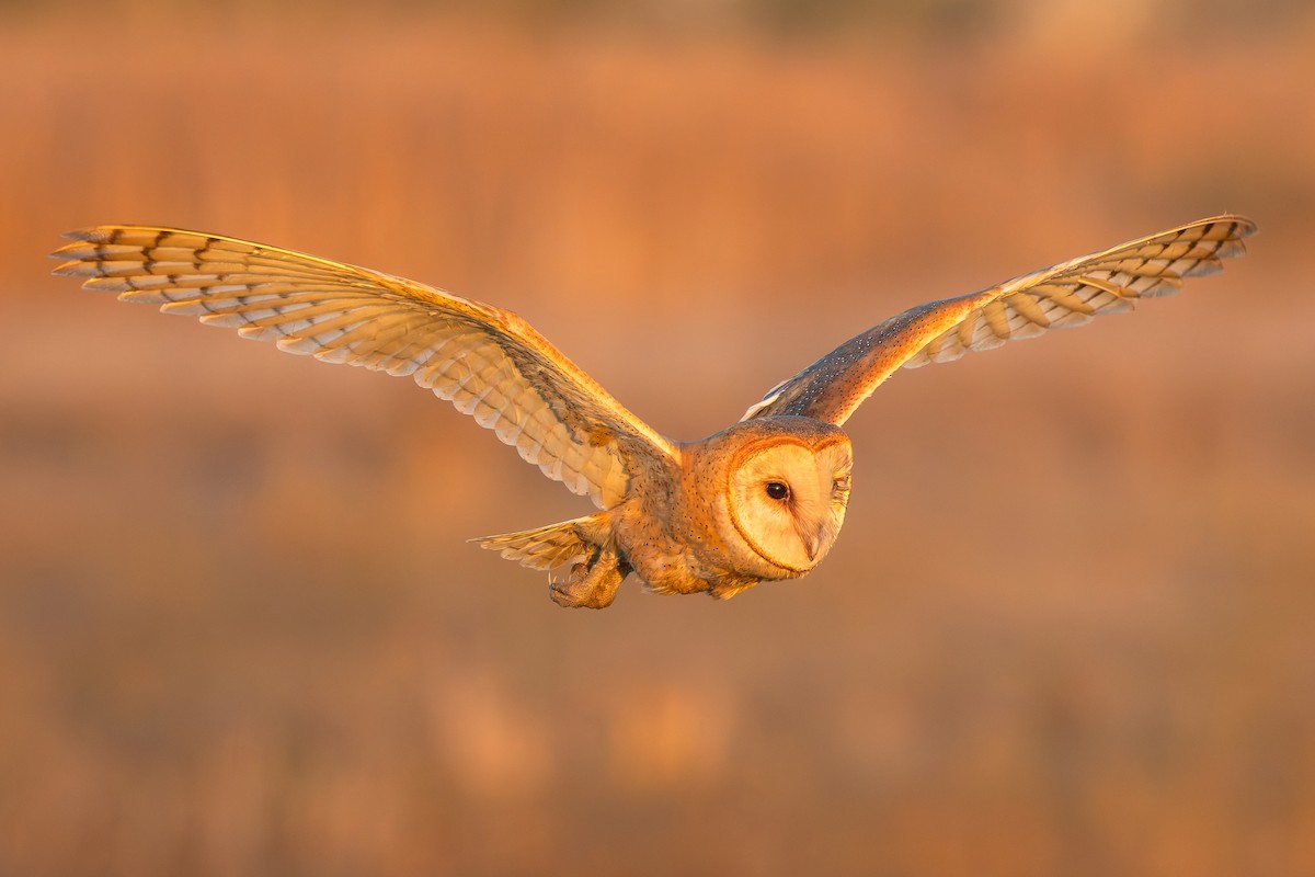 American Barn Owl - ML644373512