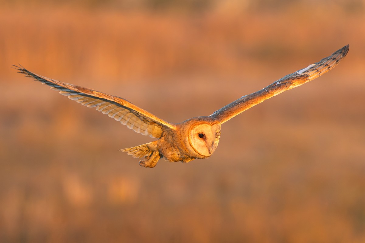 American Barn Owl - ML644373513