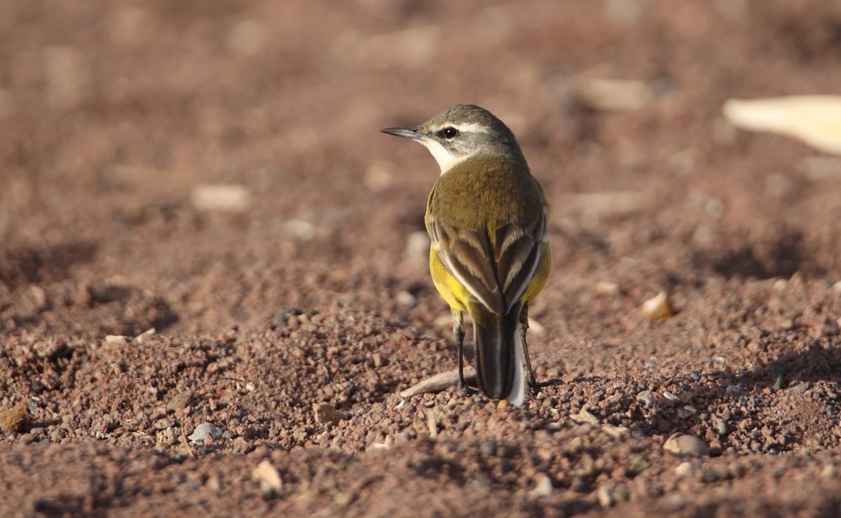 Western Yellow Wagtail (iberiae) - ML644373536