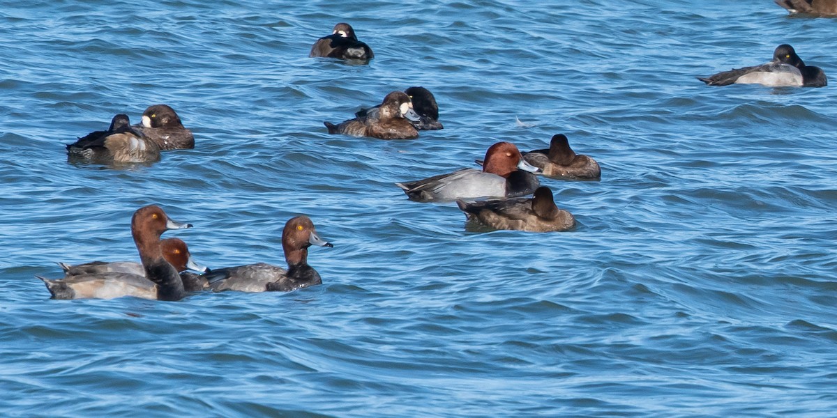 Redhead - ML644373546