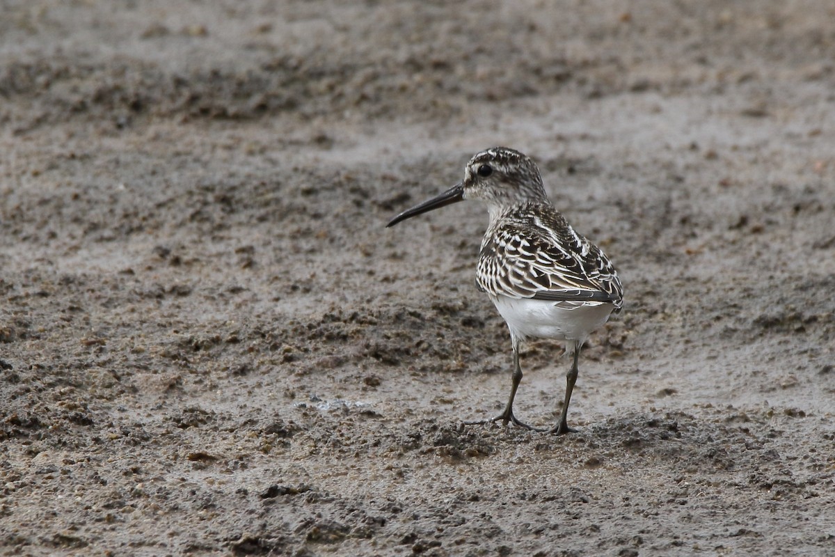 キリアイ - ML644373578