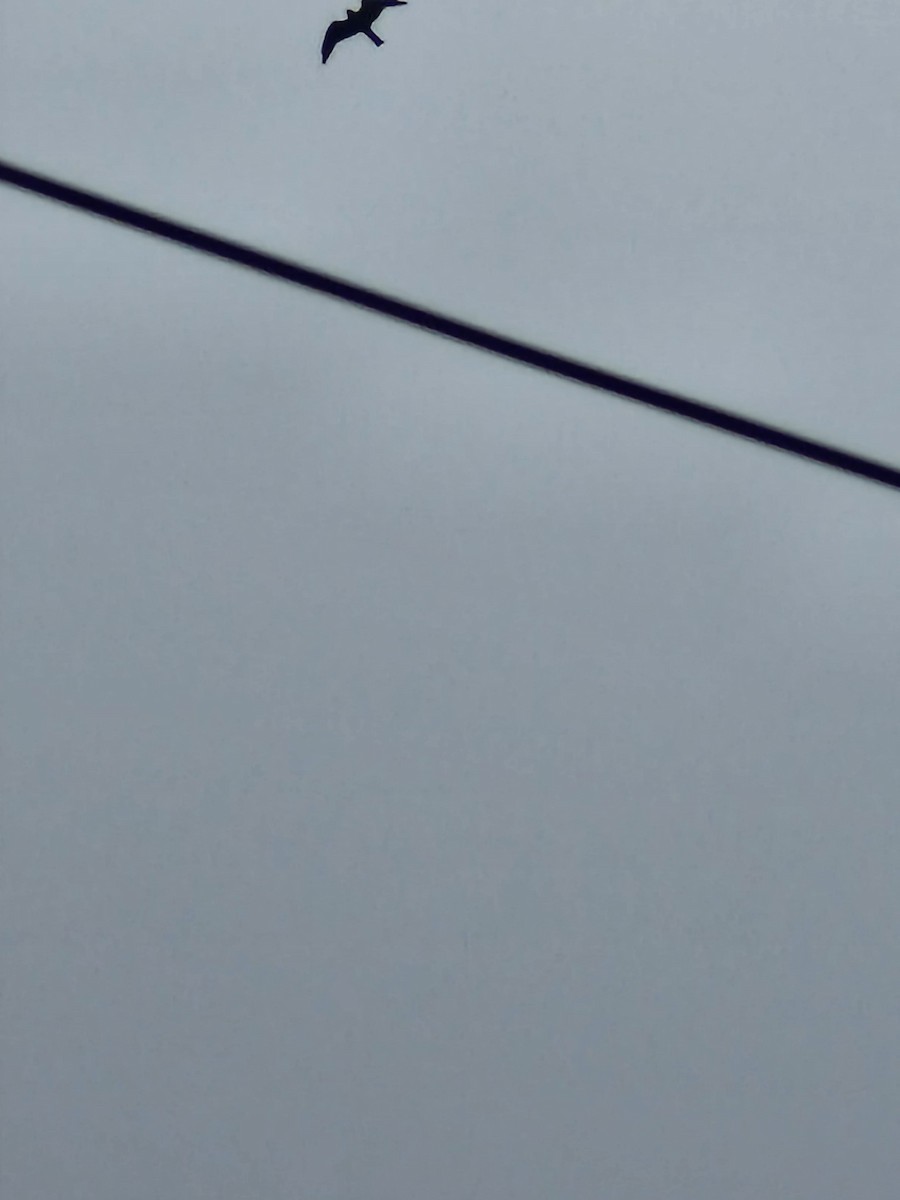 Mississippi Kite - ML644373582