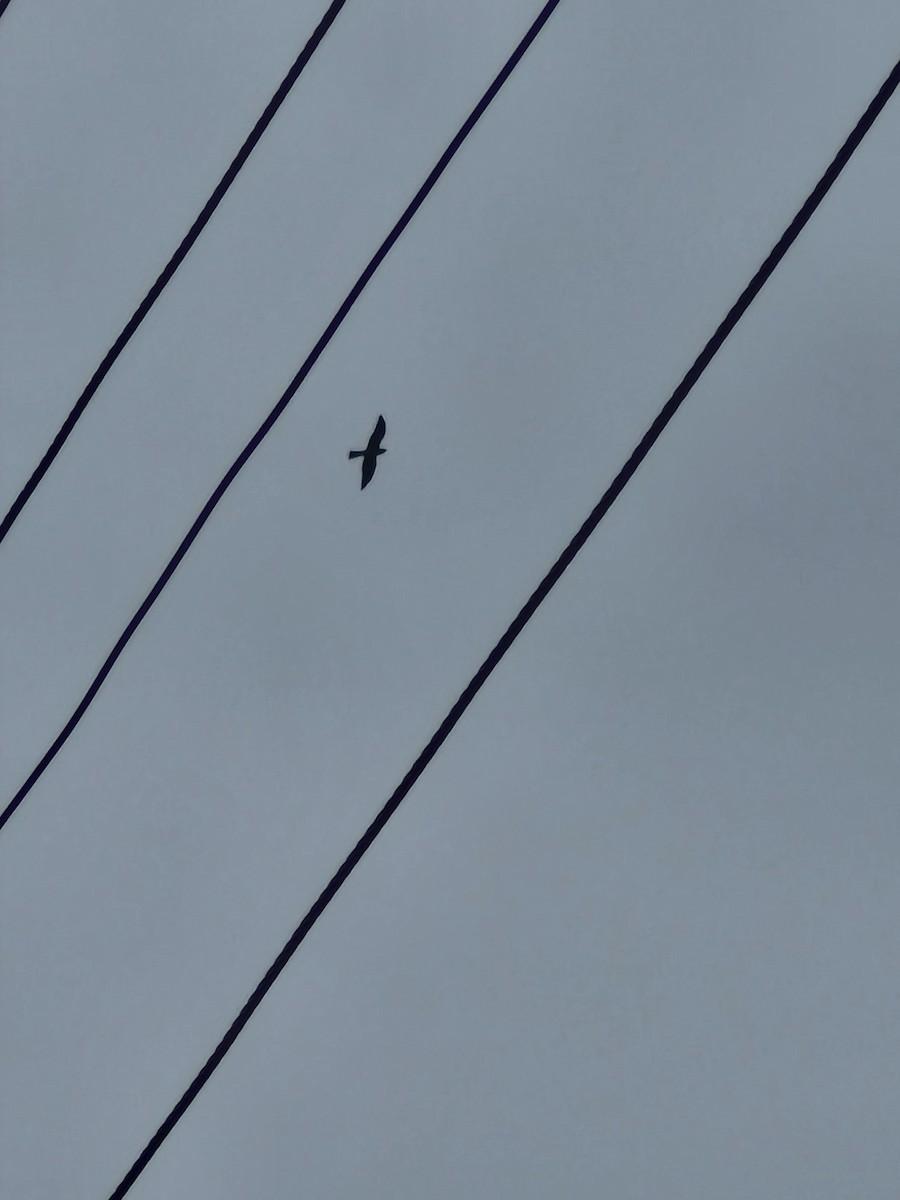 Mississippi Kite - ML644373583