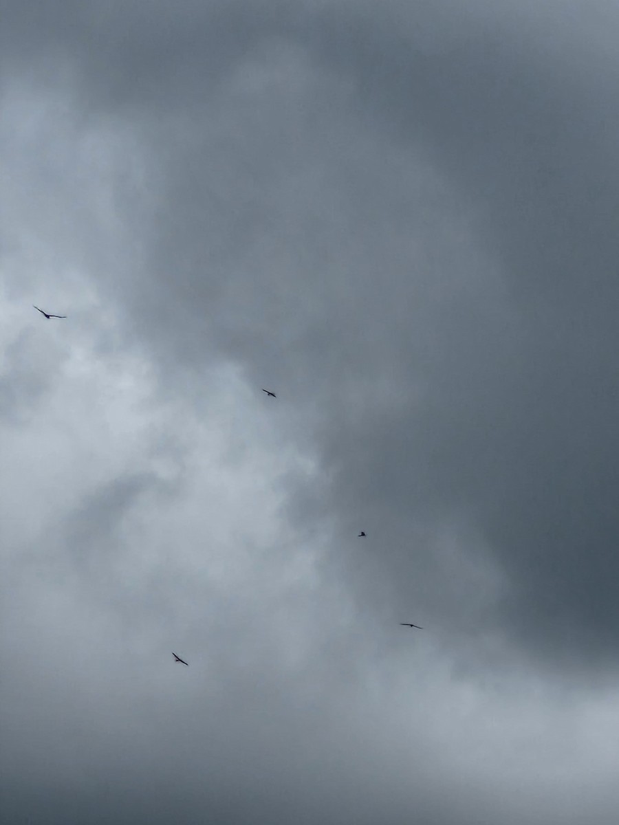 Mississippi Kite - ML644373584