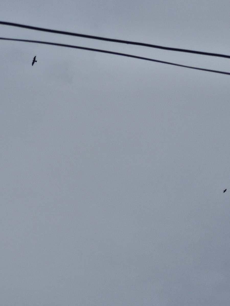 Mississippi Kite - ML644373585