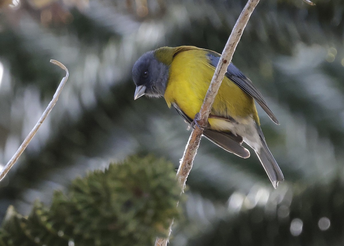 Patagonian Sierra Finch - ML644373602