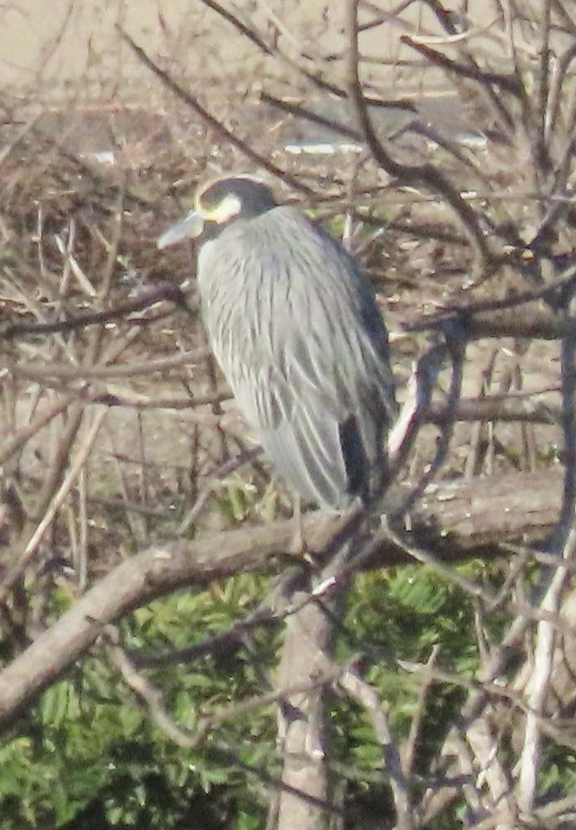 Sarı Tepeli Gece Balıkçılı - ML644373608