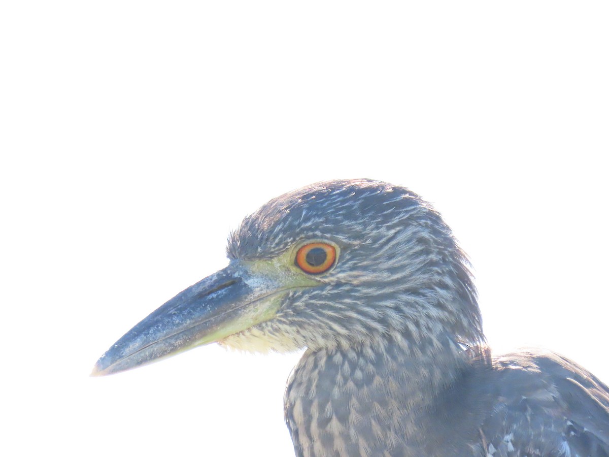 Sarı Tepeli Gece Balıkçılı - ML644373609