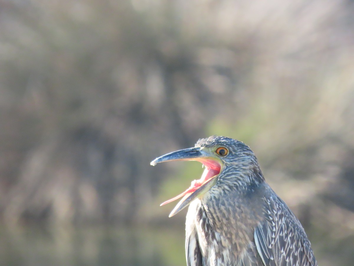 Sarı Tepeli Gece Balıkçılı - ML644373611