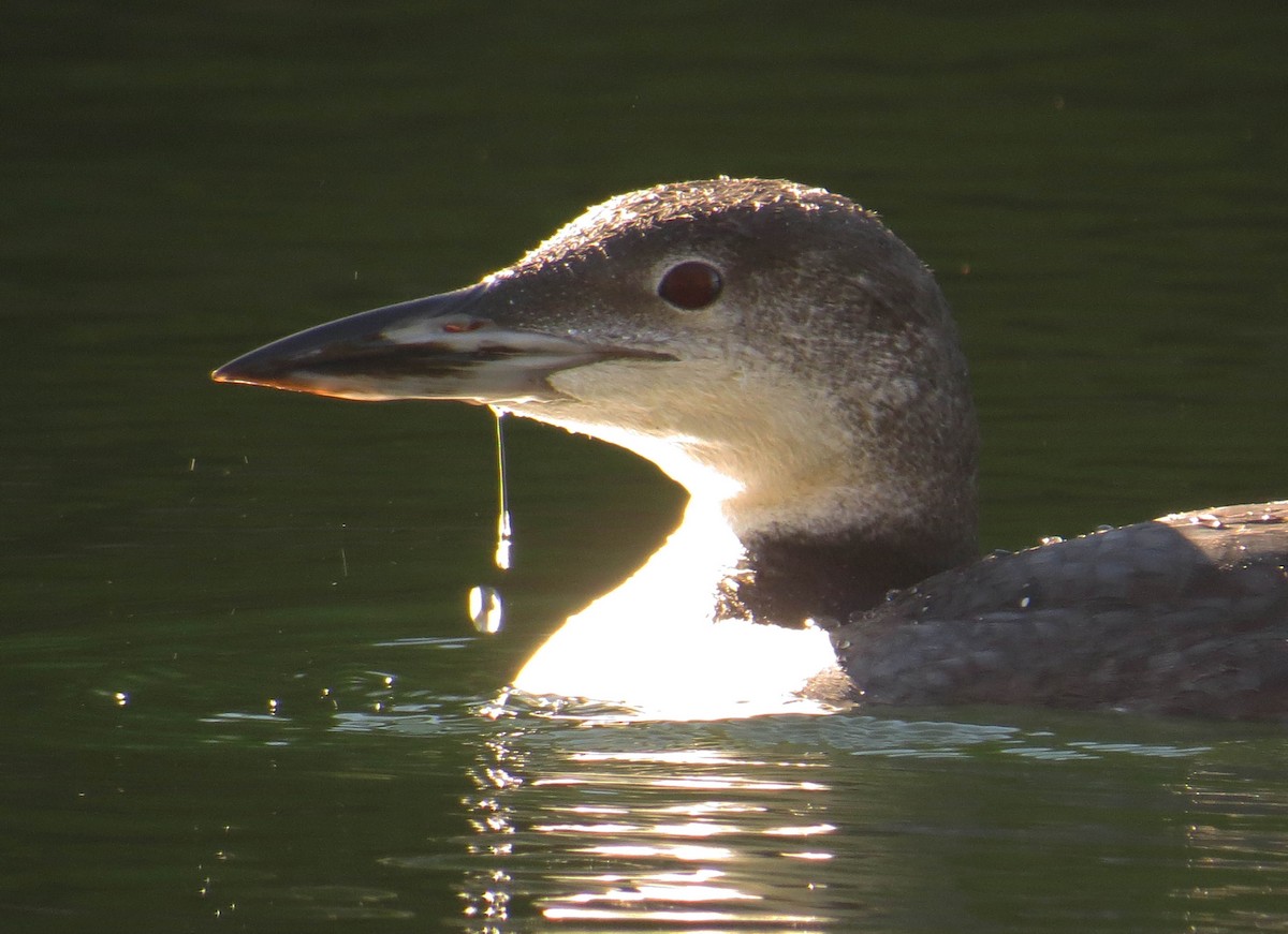 Common Loon - ML644373614