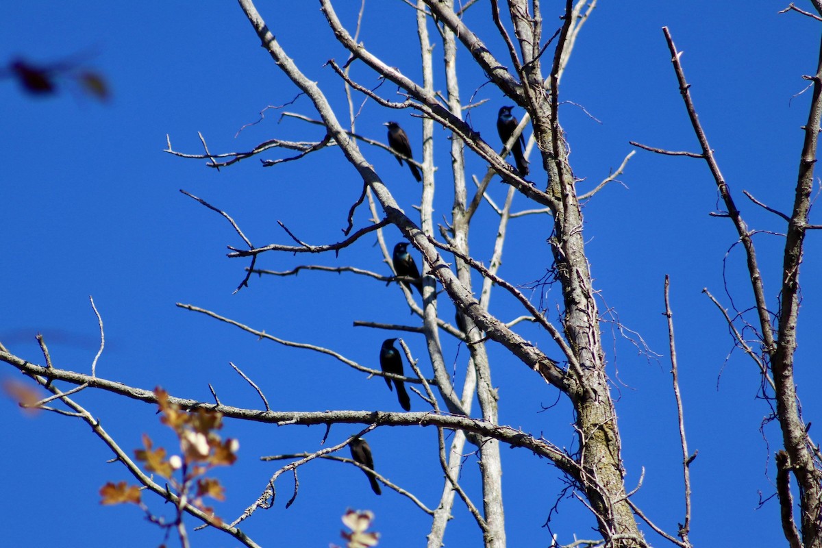 Quiscale bronzé - ML644373615