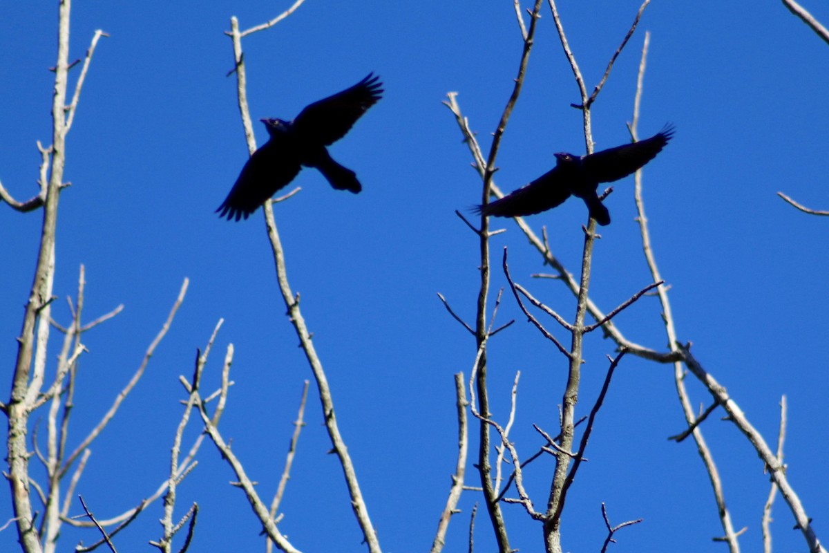 Quiscale bronzé - ML644373616