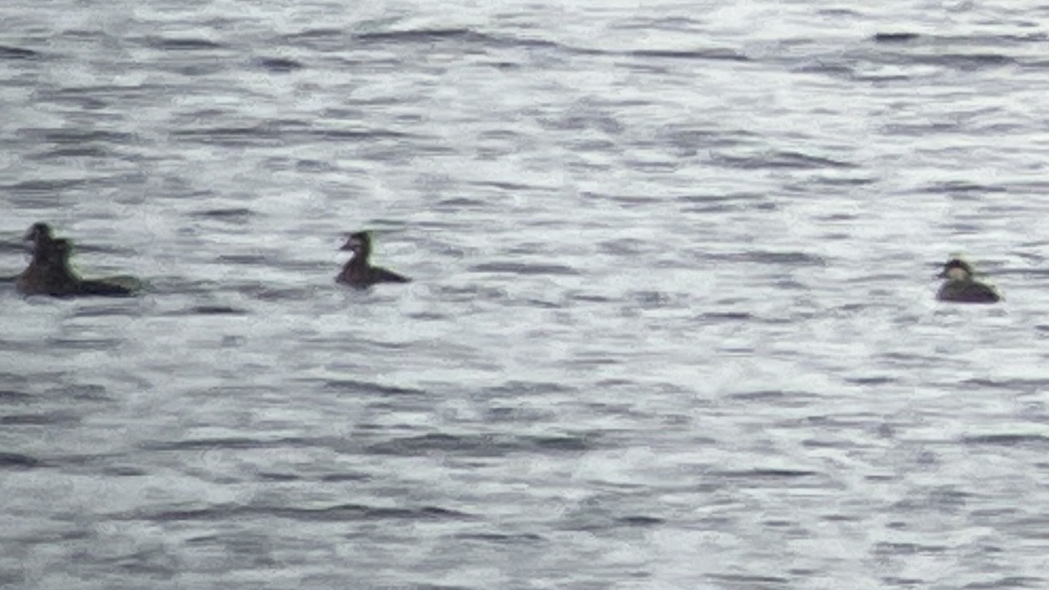 amerikasvartand - ML644373618