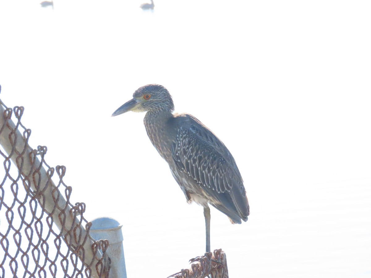 Sarı Tepeli Gece Balıkçılı - ML644373632