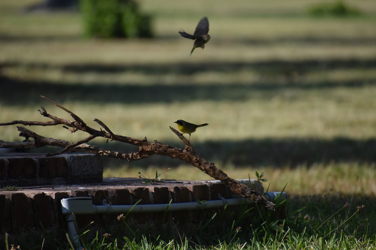 nordgulstrupe - ML644373642