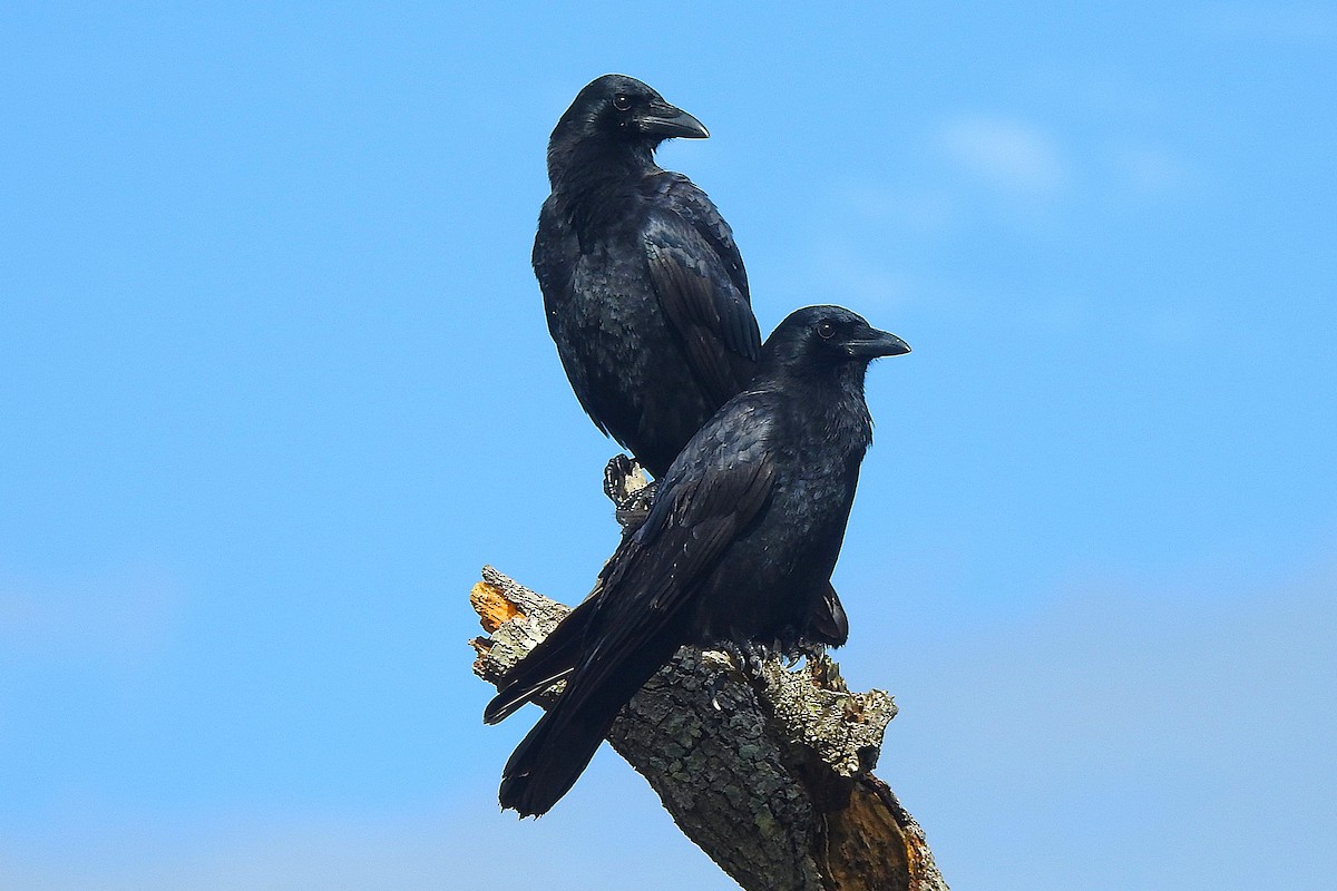 Corneille d'Amérique - ML644373654