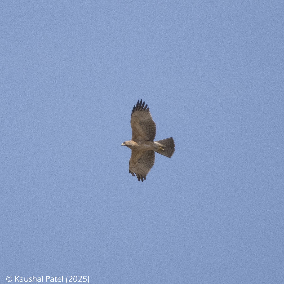 Харсун бүргэд - ML644373685