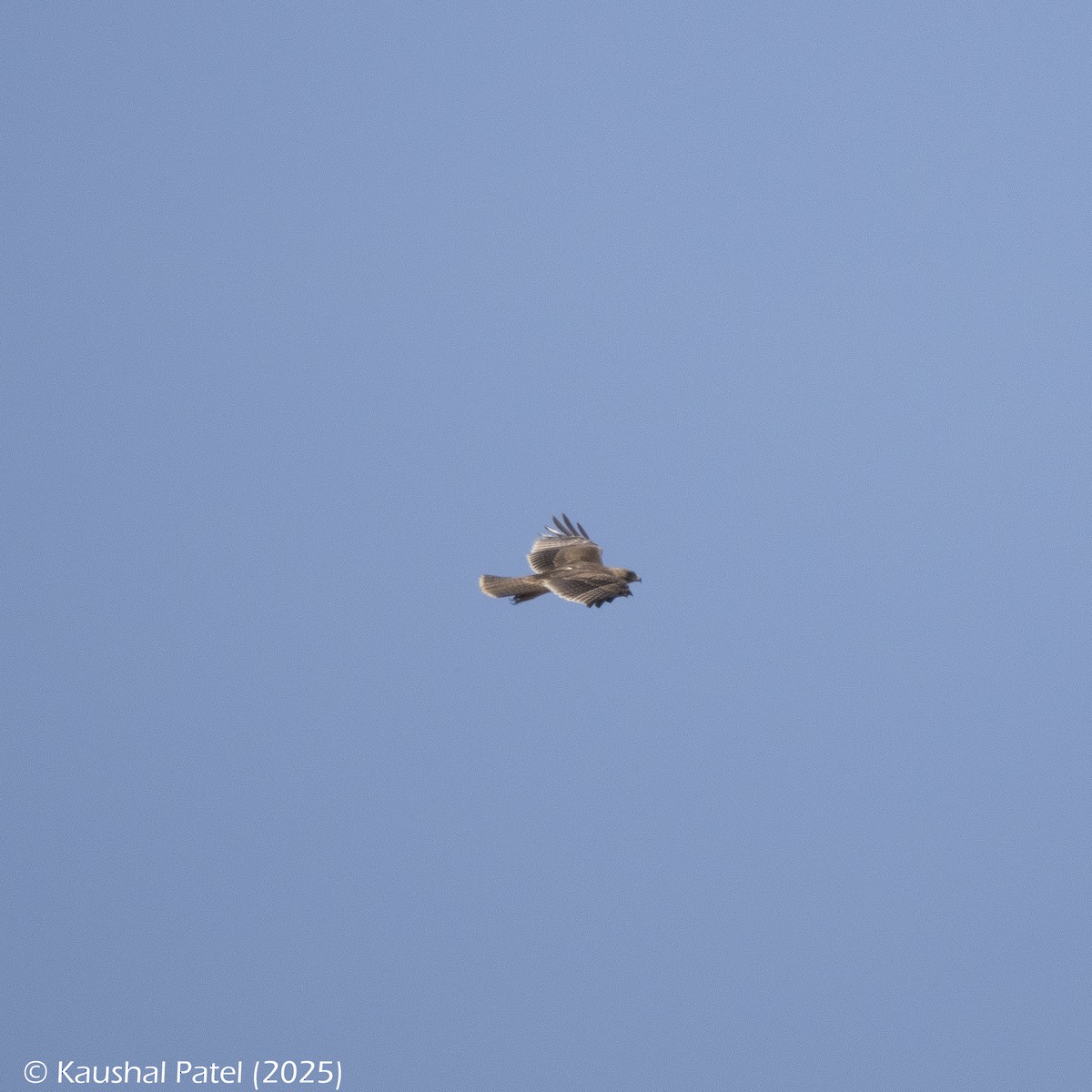 Харсун бүргэд - ML644373690