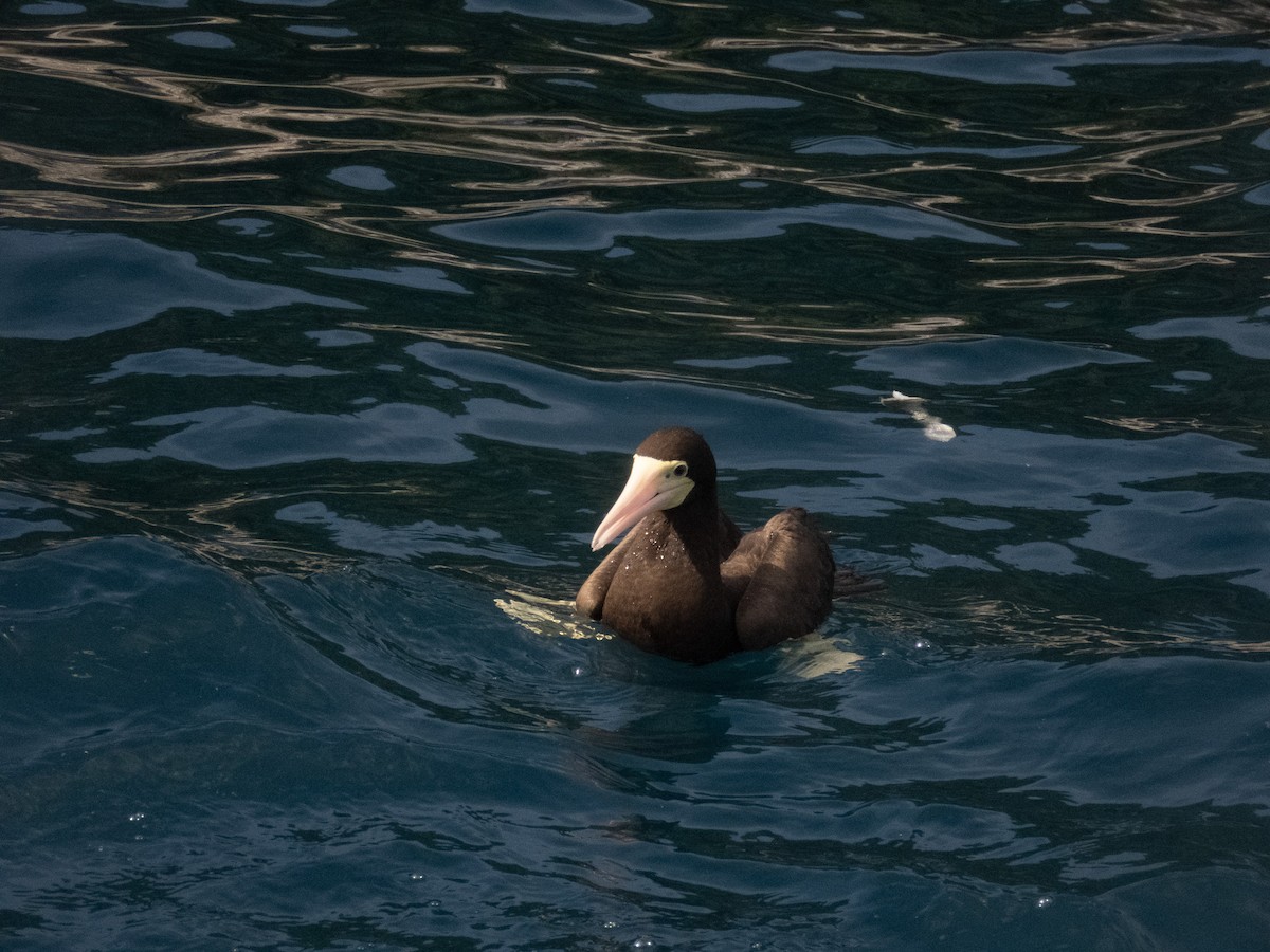 Brown Booby - ML644373702