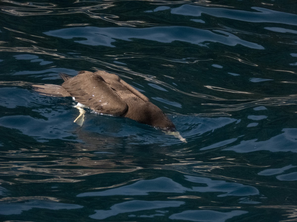 Brown Booby - ML644373707