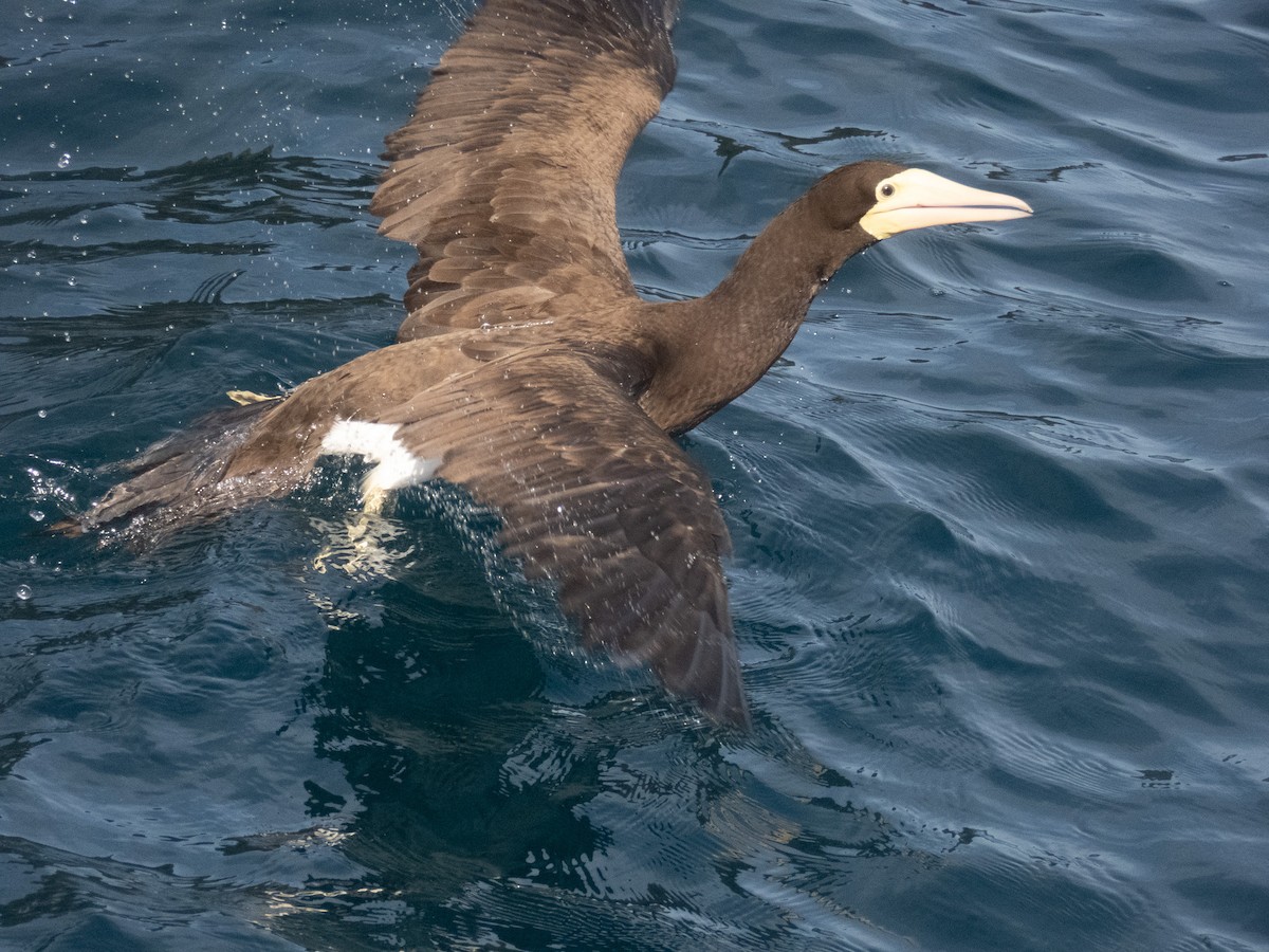 Brown Booby - ML644373709