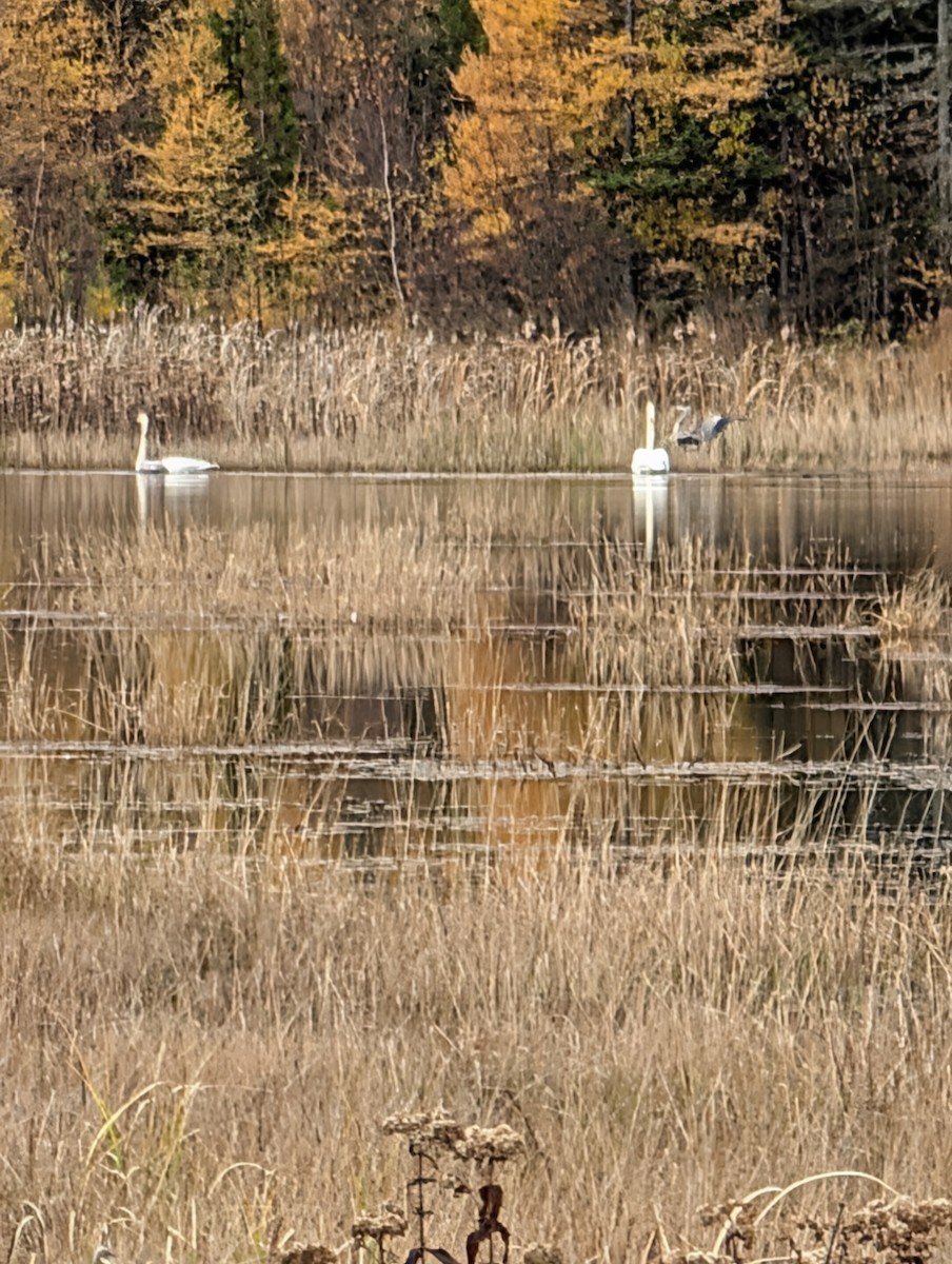 volavka velká - ML644373728