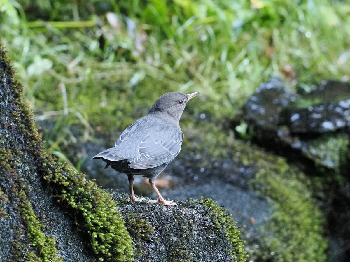 skorec šedý - ML644373745