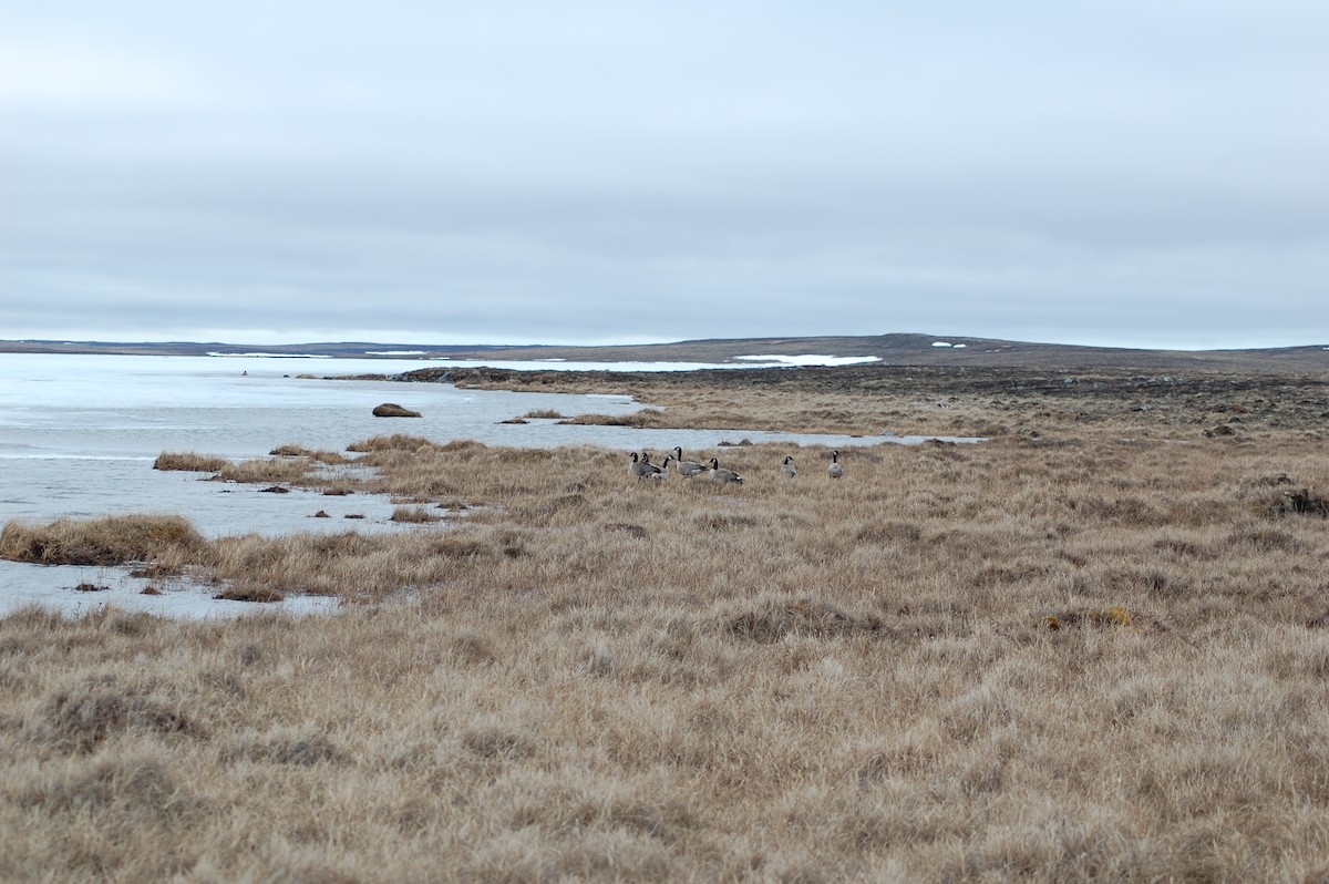 Cackling Goose - ML644373753