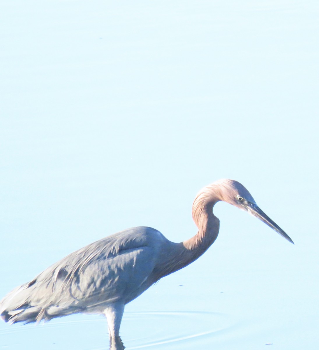 Reddish Egret - ML644373757