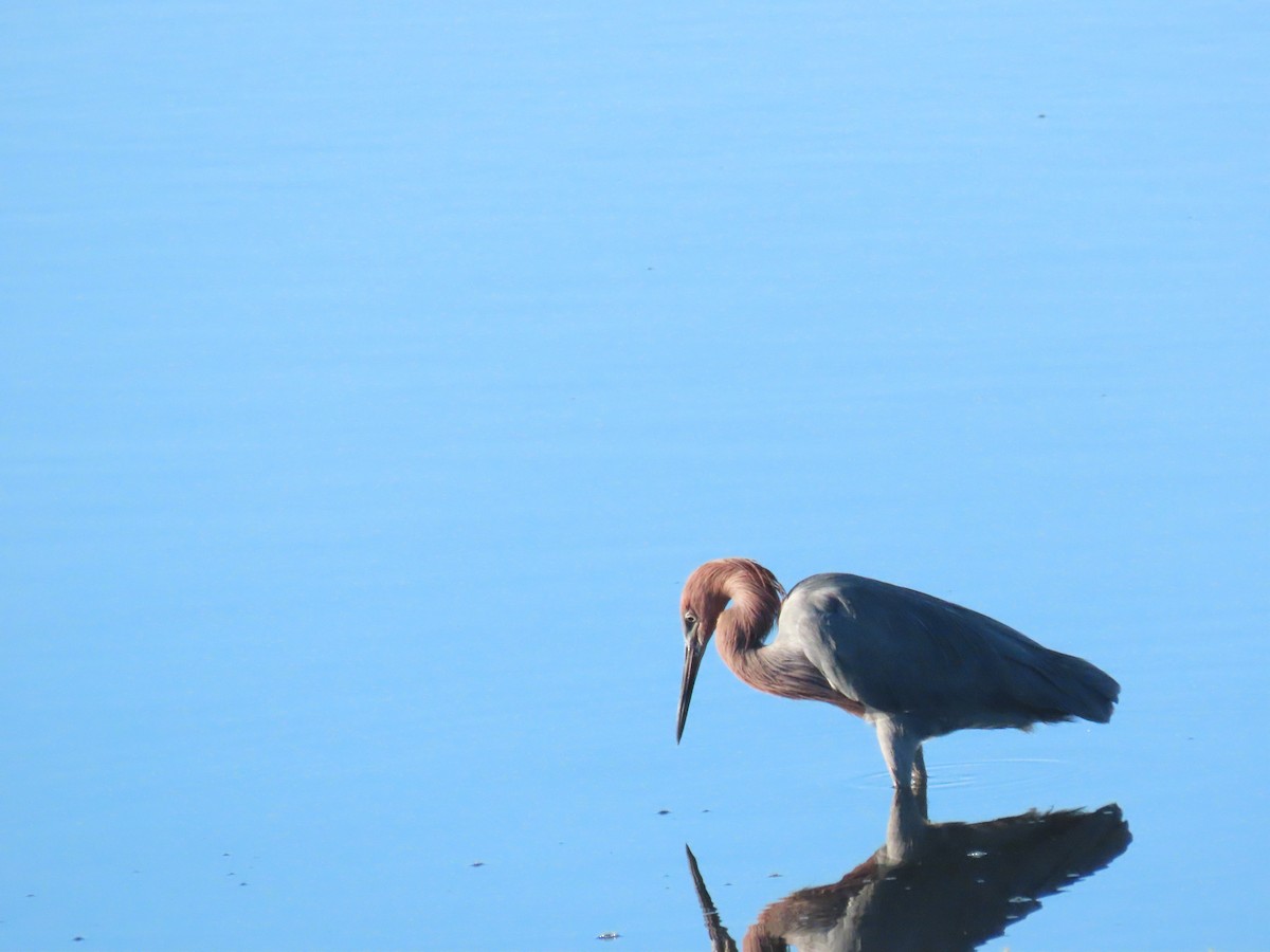 Reddish Egret - ML644373758