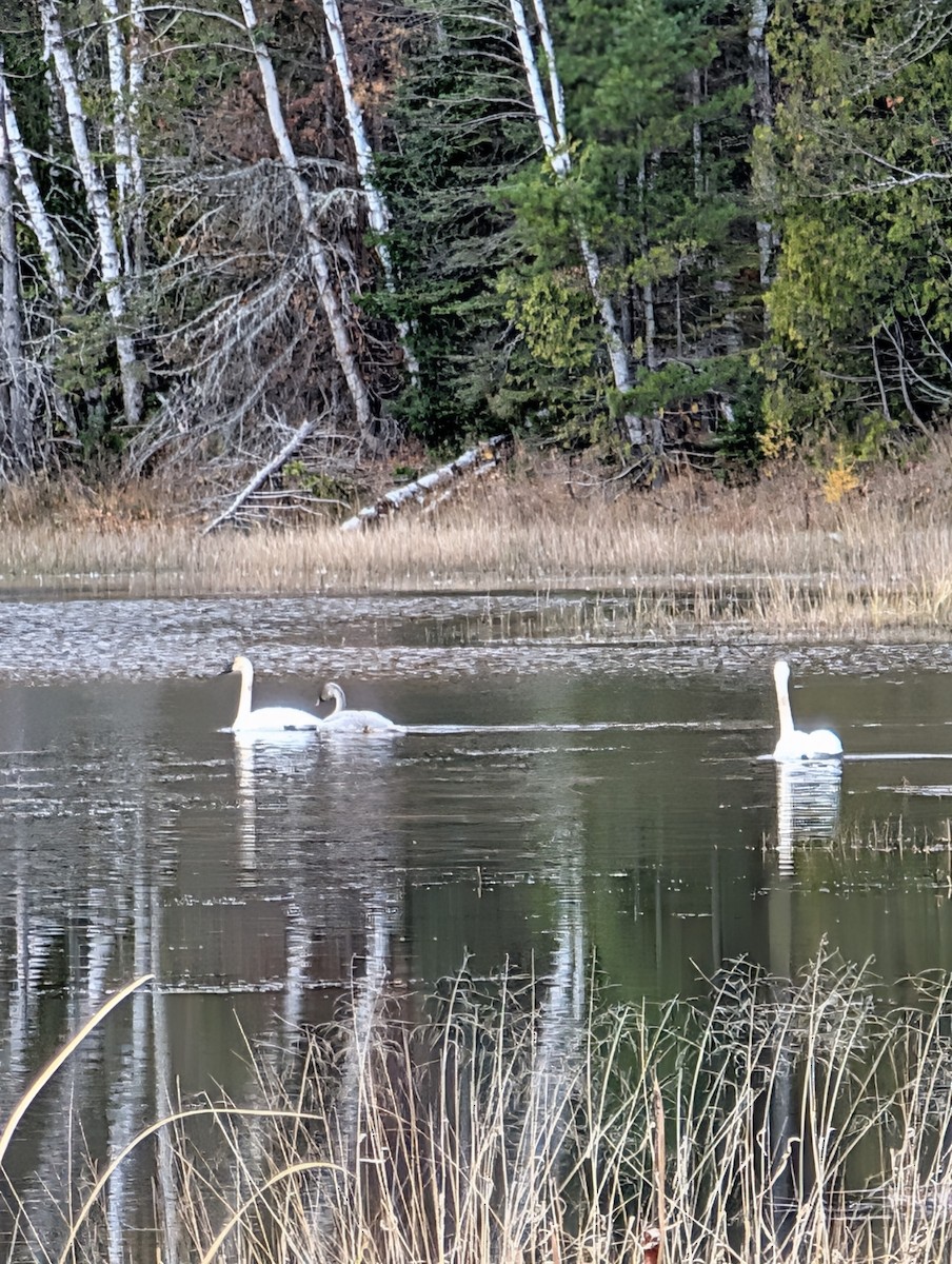 labuť trubač - ML644373761