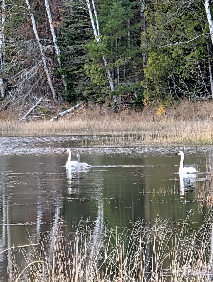 labuť trubač - ML644373762
