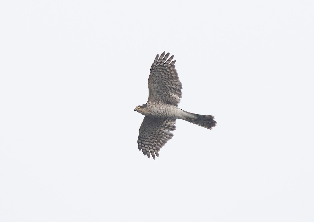 Accipitrine hawk sp. (former Accipiter sp.) - ML644373772