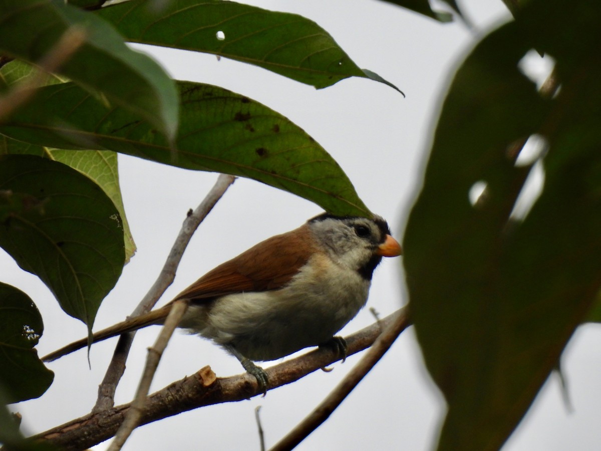 Gray-headed Parrotbill - ML644373773