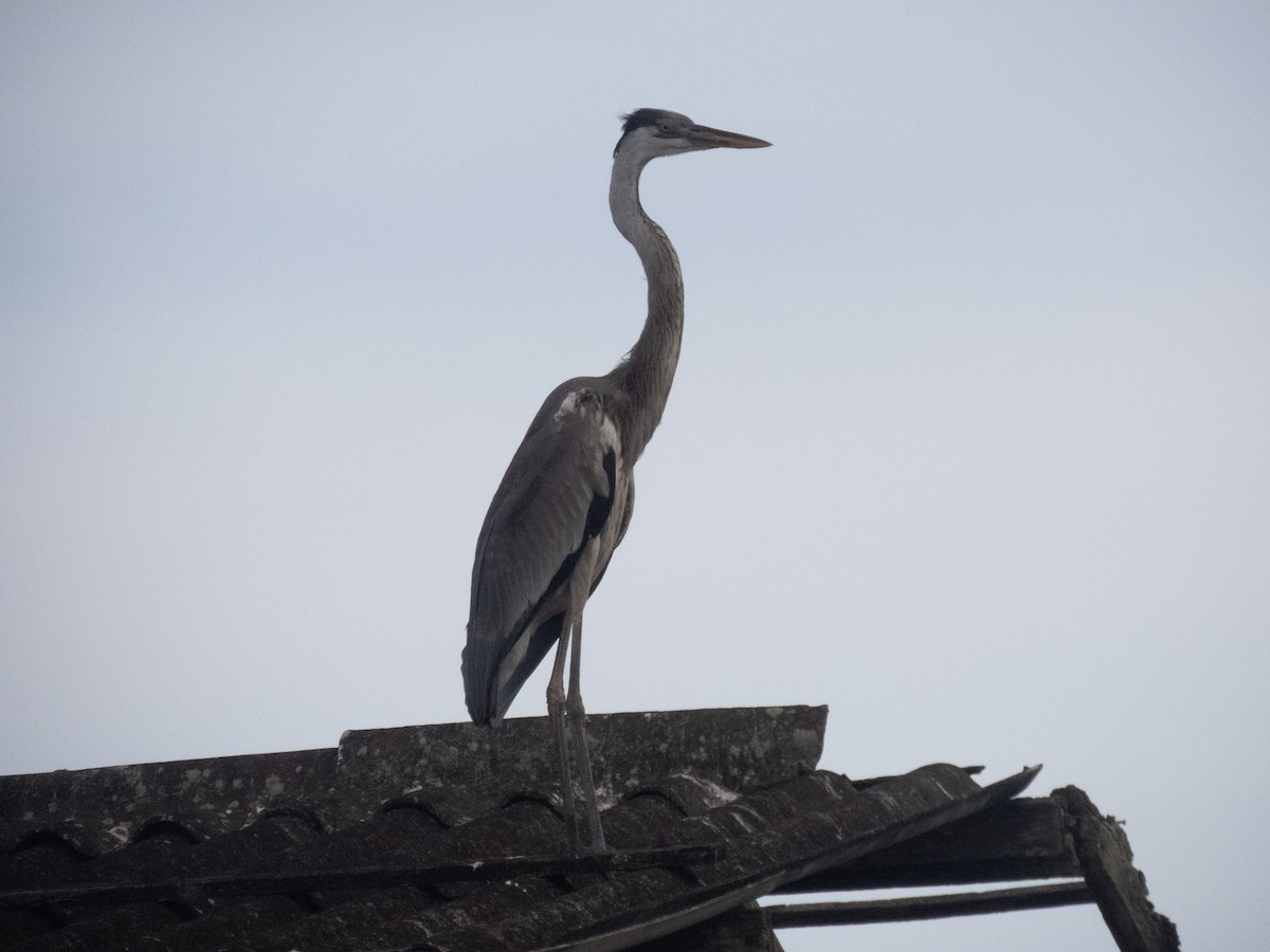 Cocoi Heron - ML644373785