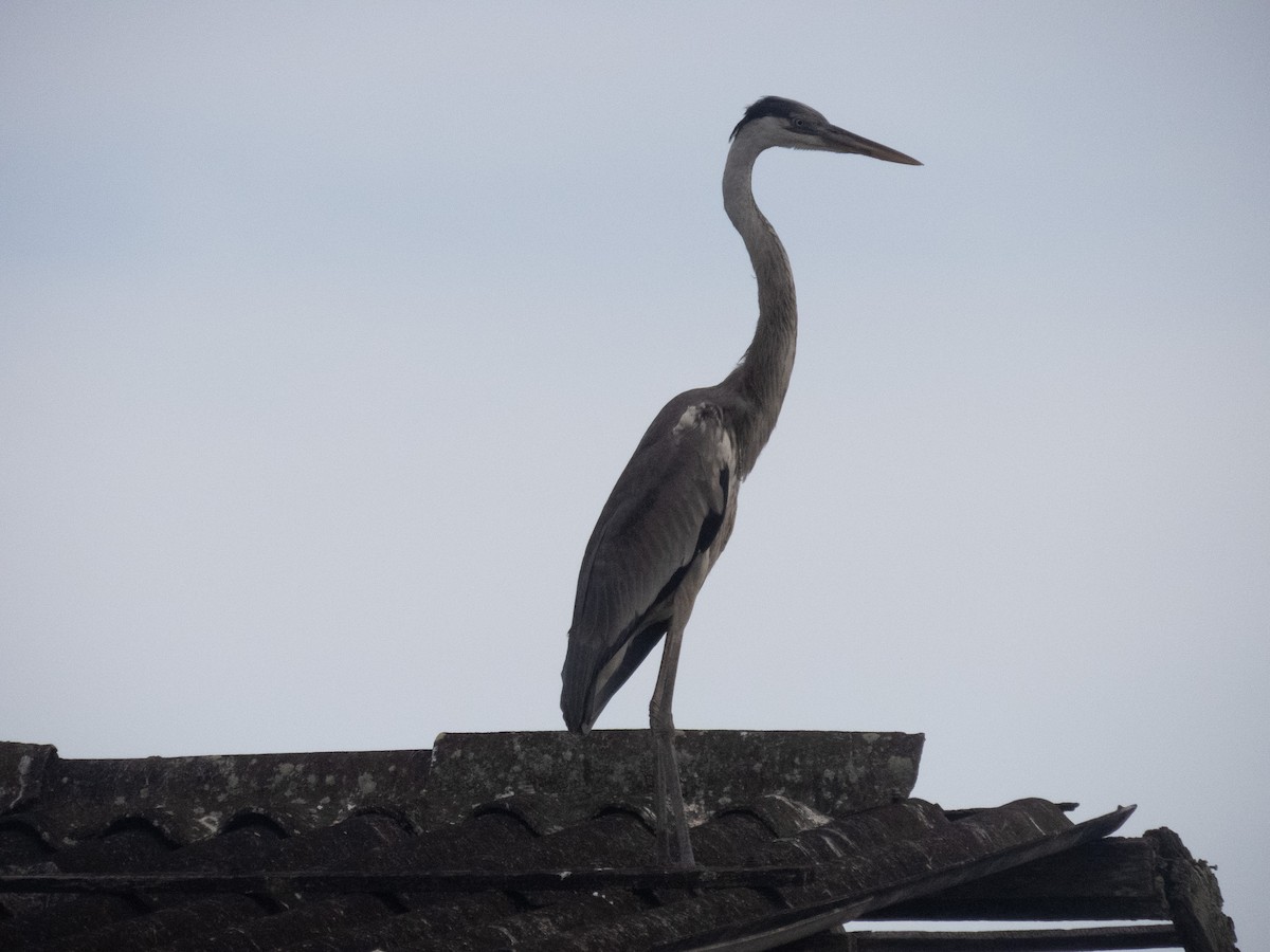 Cocoi Heron - ML644373786