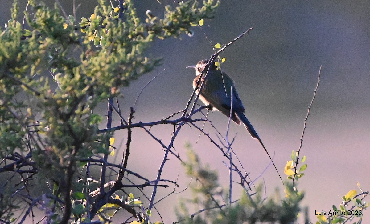 sunbird sp. - ML644373792