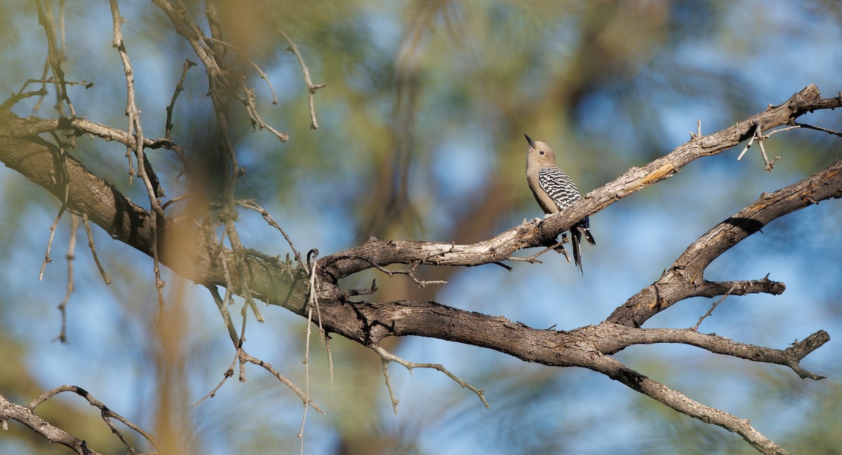 Pic des saguaros - ML644373798